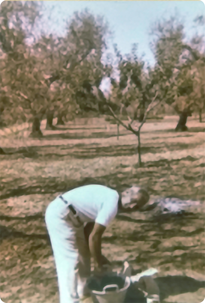 La nostra storia: Il nonno Michele al lavoro nel nostro uliveto