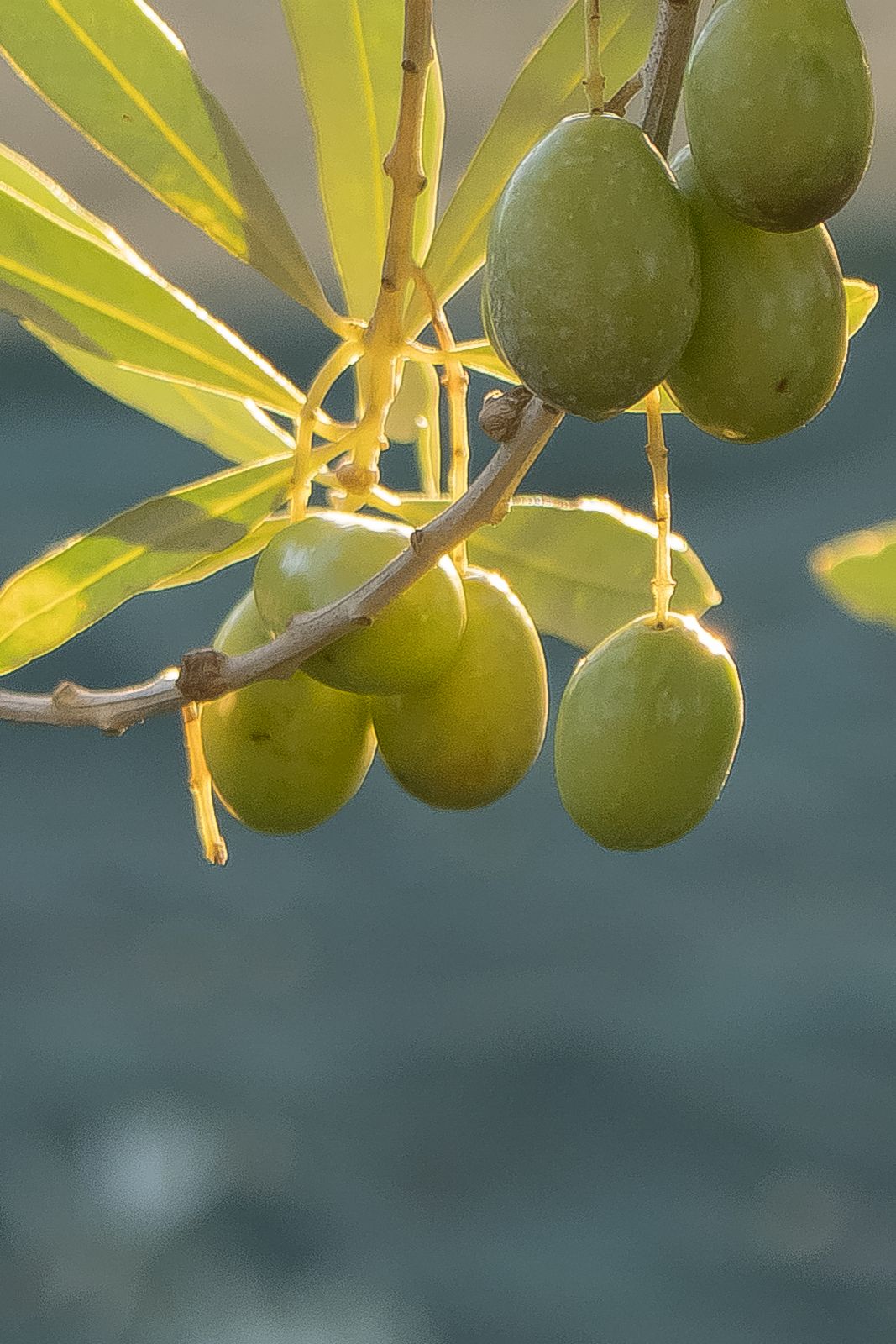 La nostra storia: Ramo di ulivo con olive di peranzana nel nostro uliveto